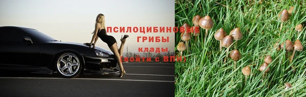 индика Абаза