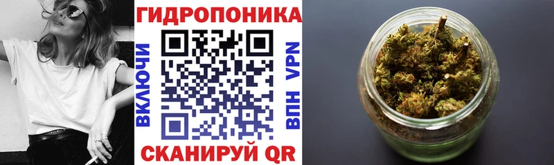 Конопля сатива  Волоколамск 